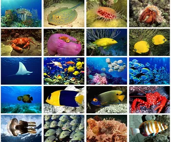 Морские животные Биология морских рыб Подводный мир Открытки с животными 20 шт./компл.